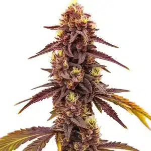 Cogollo de cannabis Dark Star Fast Version con tonos púrpura intensos.