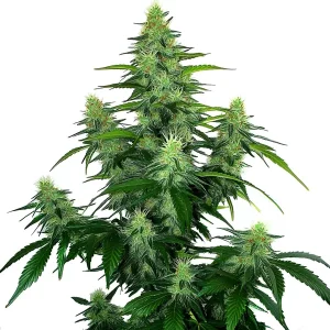 Planta de cannabis Deelite Auto con múltiples cogollos verdes, tricomas visibles y hojas alargadas.