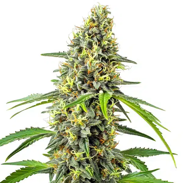 Deimos Auto