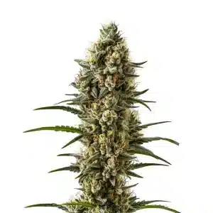 Planta de cannabis Devil XXL Auto con cogollo central grueso y muy resinoso.