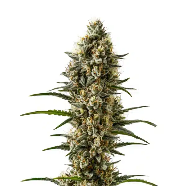 Devil XXL Auto