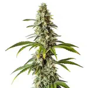 Planta de cannabis Diesel con un cogollo central alargado muy resinoso.