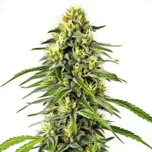 Planta de cannabis Diesel Auto con cogollo alargado y muy resinoso.