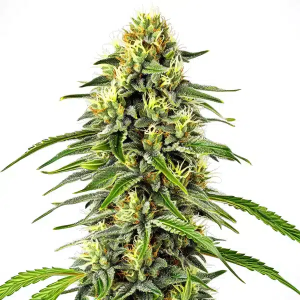 Diesel Auto