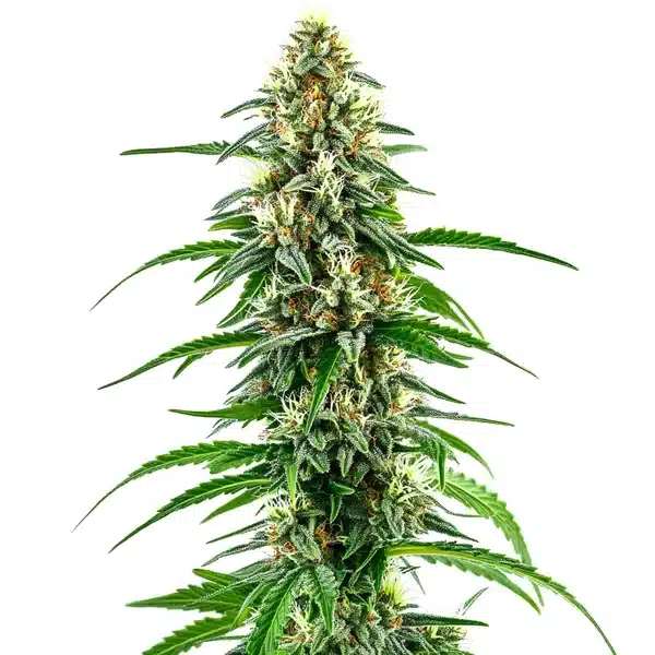 Diesel Regular