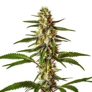 Cogollo de cannabis Do-Si-Dos Fast Version con tricomas abundantes, pistilos anaranjados y hojas verdes.