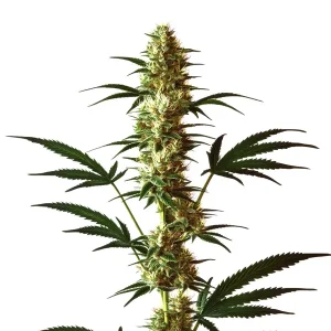 Planta de Do-Si-Dos Regular con cogollos alargados y tricomas visibles.