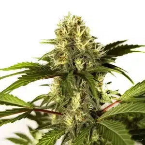 Cogollo de cannabis Do-si-Dos F1 con tricomas densos, pistilos claros y hojas verdes.