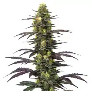 Planta de cannabis Dolato con cogollo central denso.