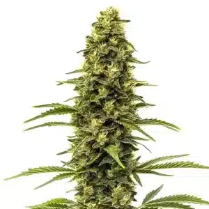 Planta de cannabis Early Skunk con cogollo central grueso y muy resinoso.