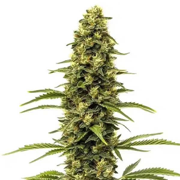 Early Skunk
