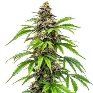 Planta de cannabis Early Skunk Fast Version con cogollos compactos.