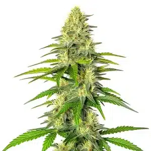 Planta de cannabis Early Skunk x Cinderella 99 con cogollo alto, resinoso y pistilos claros.