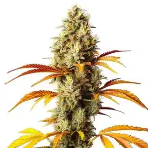 Planta de cannabis Early Skunk x Northern Lights con cogollo denso.