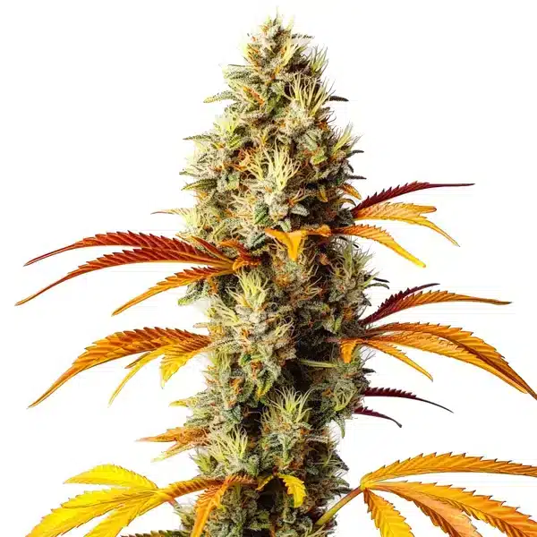 Early Skunk x Northern Lights