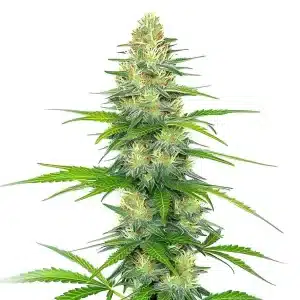 Planta de cannabis Early Skunk x Rosetta Stone con cogollo alto y resinoso.