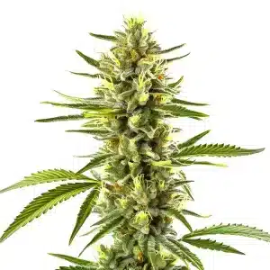Planta de cannabis Exodus Cheese con cogollo alargado y denso.
