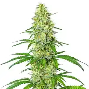 Planta de cannabis Exodus Cheese x Blue Head Band con cogollo alto y denso.