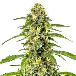 planta de cannabis Fast Bud Auto con cola alargada