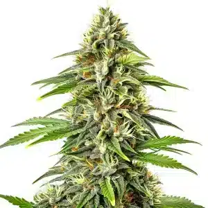 Fire Kush Auto con cogollo central denso y resinoso.