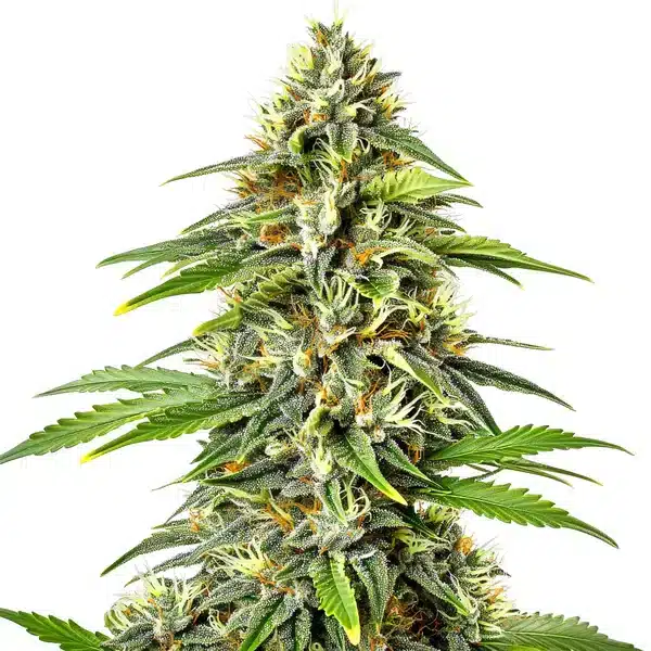 Fire Kush Auto