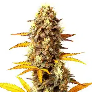 Planta de cannabis Fire OG con cogollo denso y tonos púrpura.