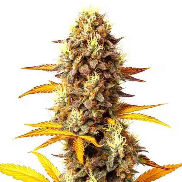 Fire OG