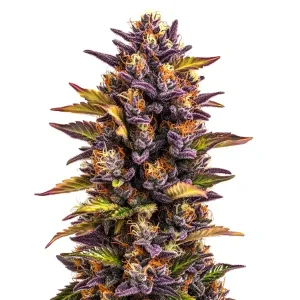 Cogollo de cannabis Forbidden Runtz Auto con tricomas abundantes.