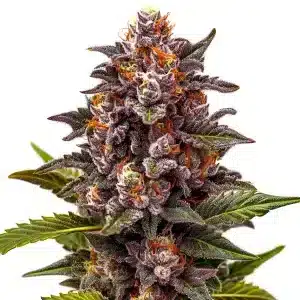 Forbidden Zkittlez con cogollo compacto en plena maduración.