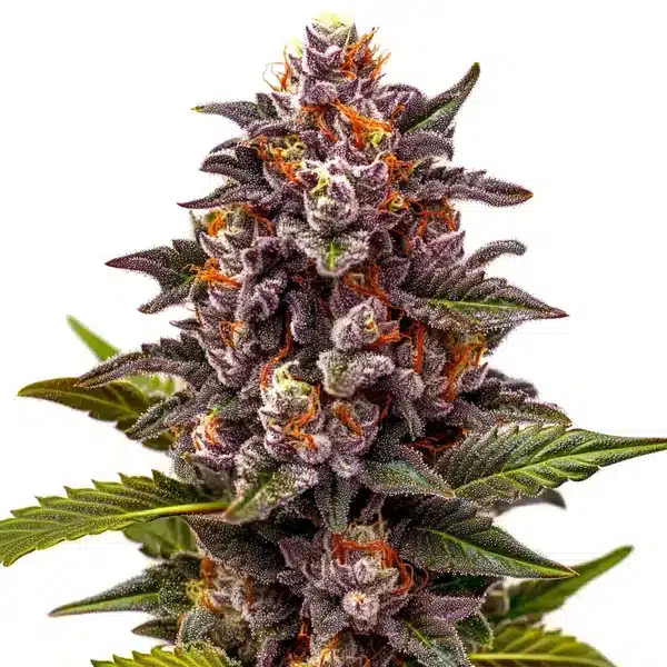 Forbidden Zkittlez