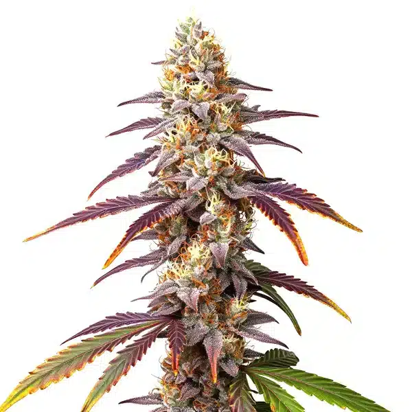 Frosted Guava