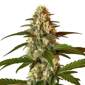 Cogollo de cannabis Frosted Guava Auto con tricomas densos, pistilos claros y hojas verdes.