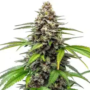 Cogollo de cannabis Fruity Loops con tonos verdes y púrpura, tricomas visibles y hojas alargadas.