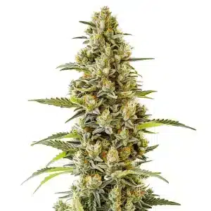 Cogollo de G13 con estructura piramidal, tricomas abundantes y pistilos anaranjados sobre hojas verdes en plena floración.