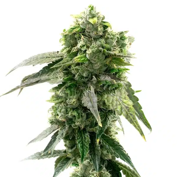 G13 Auto