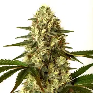 Cogollo de G13 x Nebula con tricomas blancos abundantes, pistilos claros y hojas verdes alargadas en plena floración.
