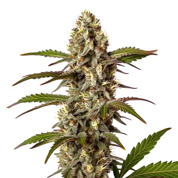 G13 x OG Kush