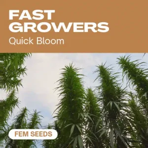Fast Growers: genética rápida y abundante para cosechas exprés.