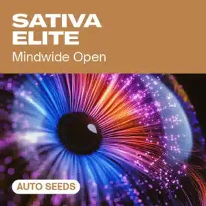 Sativa Elite Auto que representa un efecto estimulante, asociado a genéticas sativa autoflorecientes.