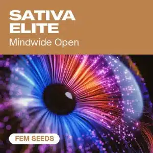 Sativa Elite Fem que representa un efecto mental estimulante propio de genéticas sativa feminizadas.