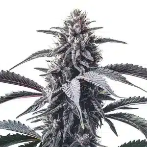 Cogollo de GMO Cookies con tonos gris-púrpura, tricomas densos y hojas oscuras afiladas en plena floración.