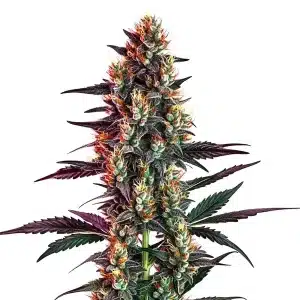 Cogollo de Gelato Regular con tricomas densos, pistilos naranja intenso y hojas oscuras afiladas en plena floración.