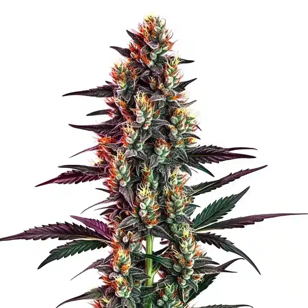 Gelato Regular