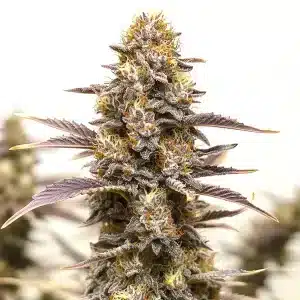 Cogollo de Gelato x Face OFF con tonos púrpura oscuros, tricomas espesos y pistilos amarillos sobre hojas afiladas.