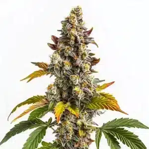 Cogollo de Gelato x GG con tricomas densos, tonos púrpura y verdes, y pistilos amarillos sobre hojas multicolor.