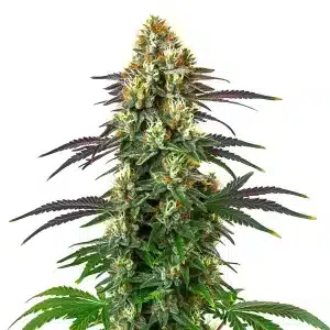 Cogollo de Gelato x Kosher Kush con tricomas abundantes, pistilos anaranjados y hojas verdes y púrpura en una cola compacta.