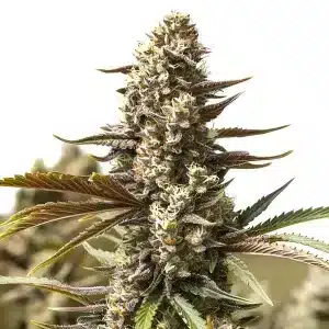 Cogollo de Gelato x London Pound Cake con tricomas densos, pistilos crema y hojas verdes y púrpura en plena floración.