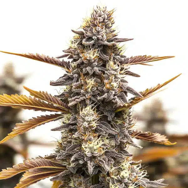 Ghost OG Chemdog Auto