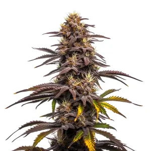 Cogollo de Ghost Train Haze x Pellezino con tonos púrpura intensos, tricomas densos y pistilos amarillos sobre hojas afiladas.