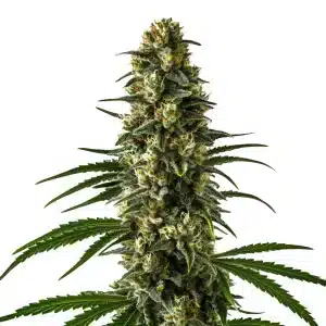 Cogollo de cannabis Girl Scout Cookies cubierto de tricomas y estructura compacta.